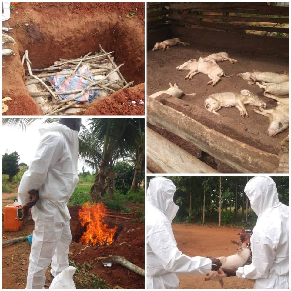 image peste porcine