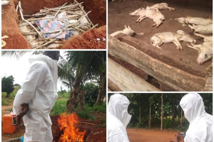 image peste porcine